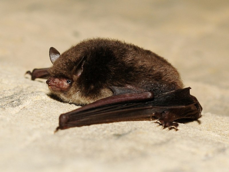 Водяная ночница Myotis daubentonii
