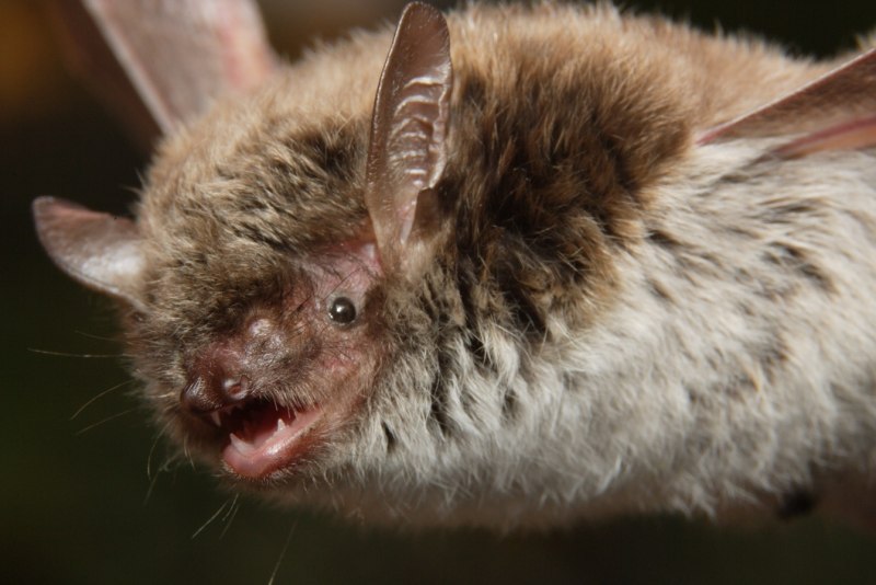 Прудовая ночница Myotis dasycneme (Boie, 1825)