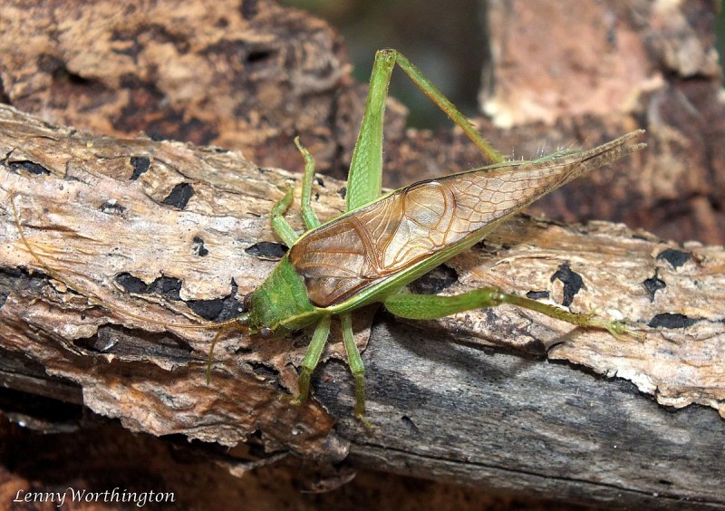 Азиатский сверчок Gryllidae