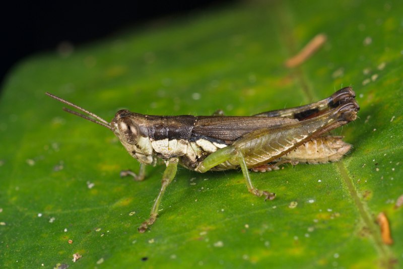 Отряд Прямокрылые Orthoptera