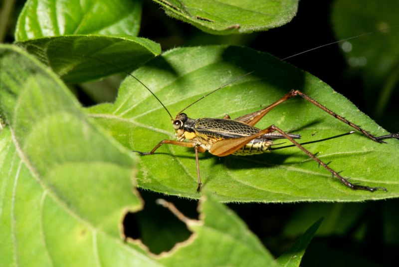 Conocephalus discolor