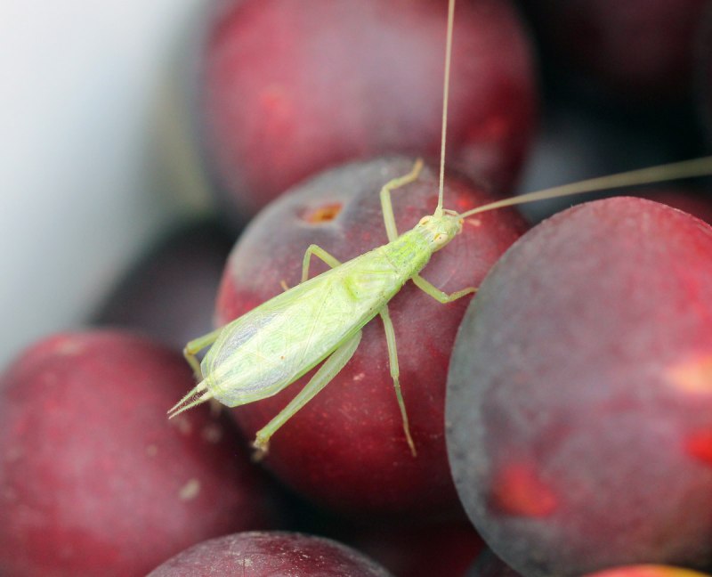 Oecanthus pellucens