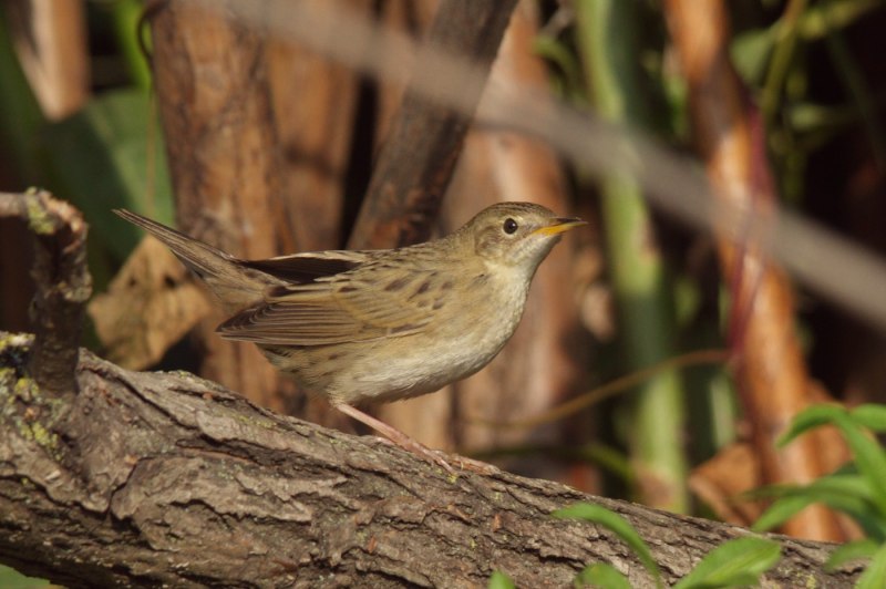 Locustella Naevia (bodd.)