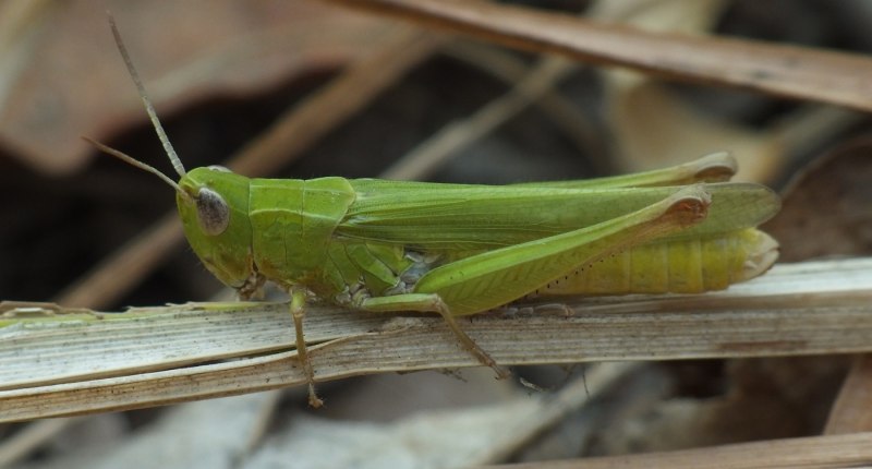 Chorthippus elbrusianus