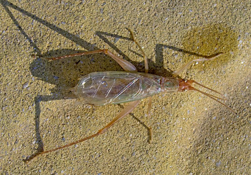 Oecanthus pellucens