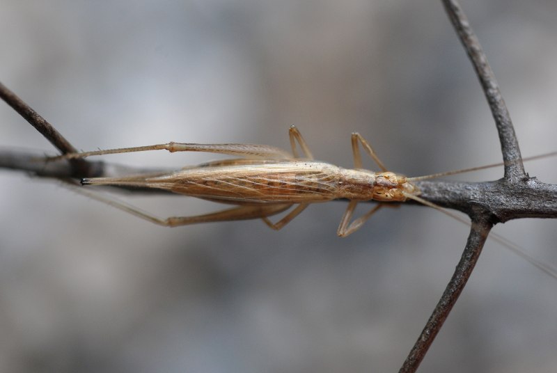 Oecanthus pellucens