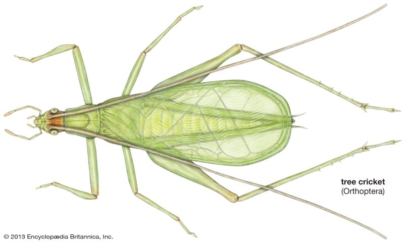 Cricket as an insect
