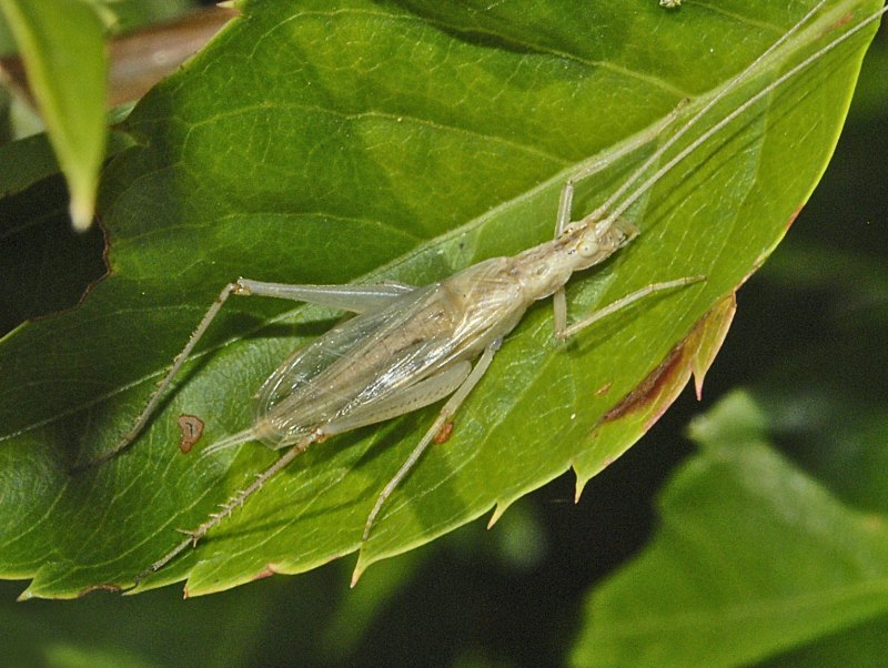 Oecanthus pellucens