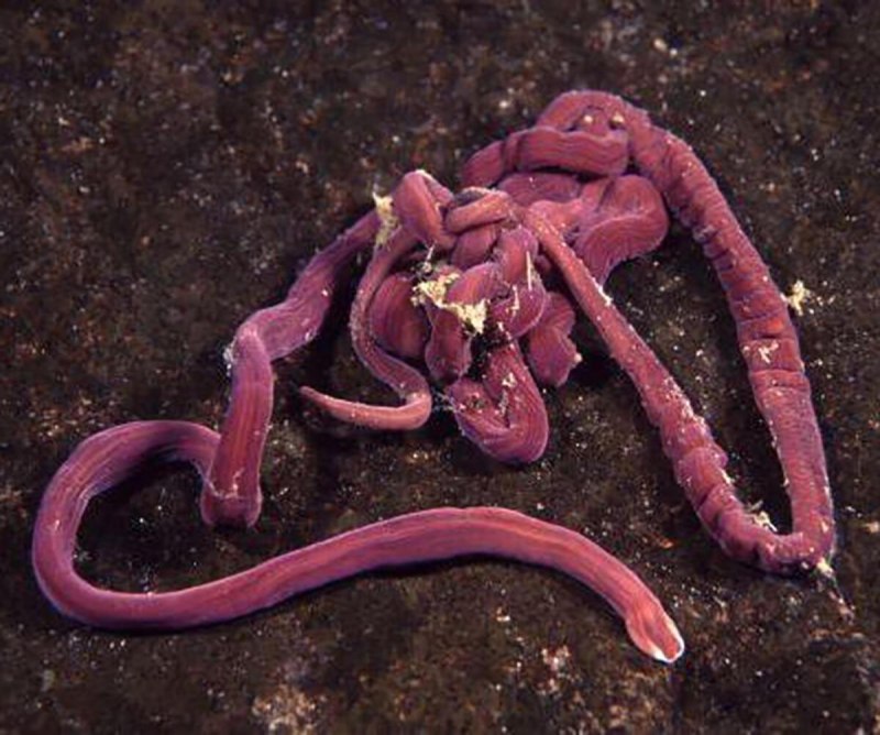 Ленточный червь Lineus longissimus