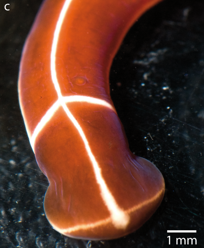 Tubulanus Superbus