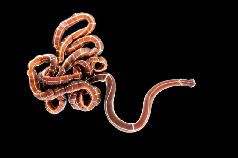 Tubulanus Superbus