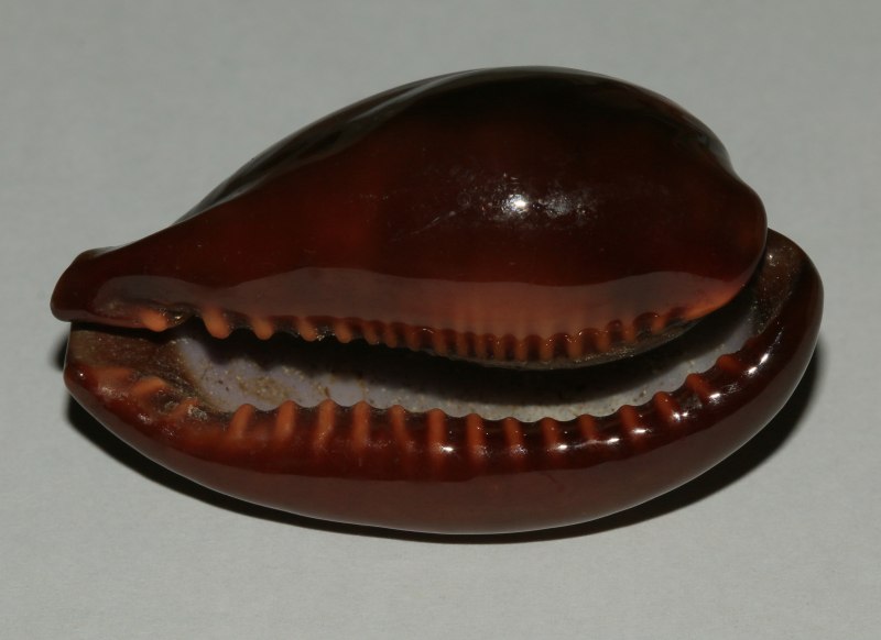Каури (семейство)