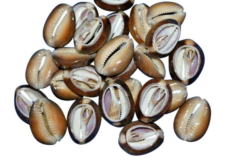 Раковины морского моллюска Каури бусы