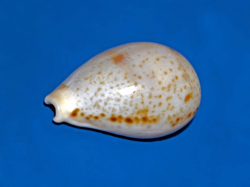 Каури Хангерфорда