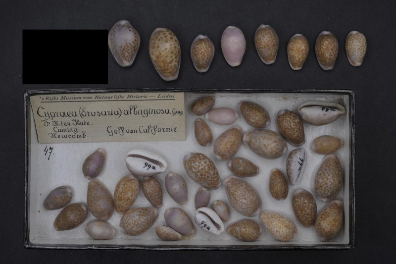 Cypraea albuginosa