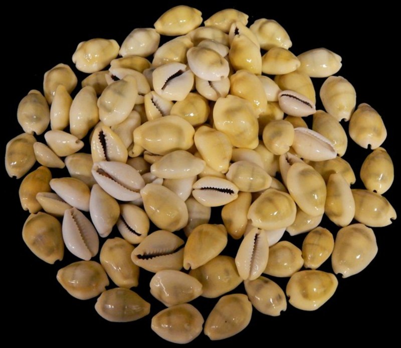 Cowrie Cowry