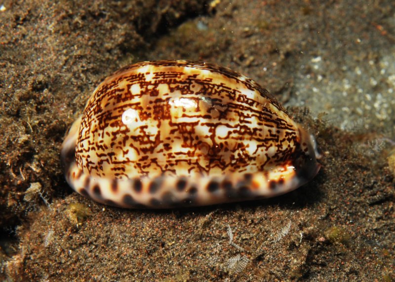 Ципрея Арабика, m /Cypraea Arabica