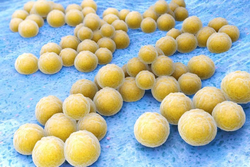 Стафилококк золотистый Staphylococcus aureus