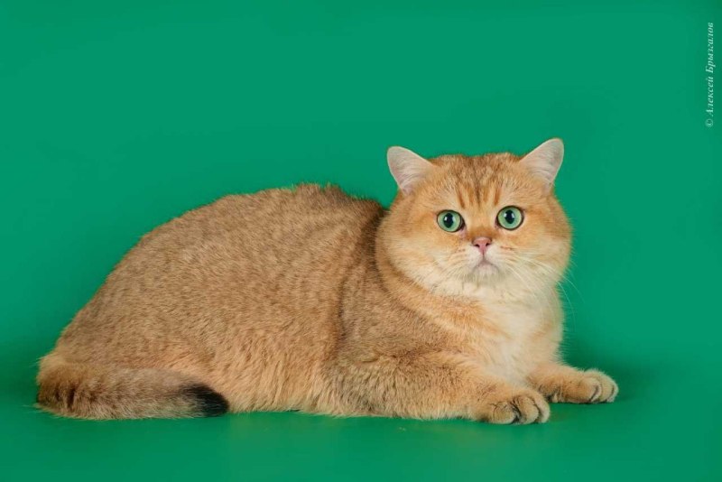 Скоттиш страйт Золотая шиншилла