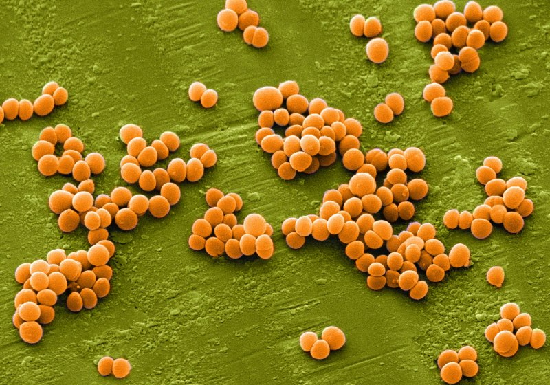 S. aureus золотистый стафилококк