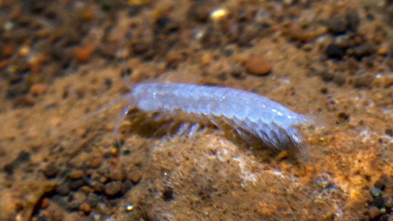 Potiicoara Brasiliensis
