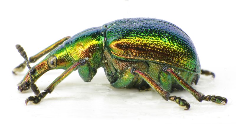 Byctiscus betulae l