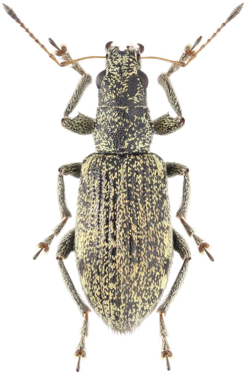 Polydrusus formosus