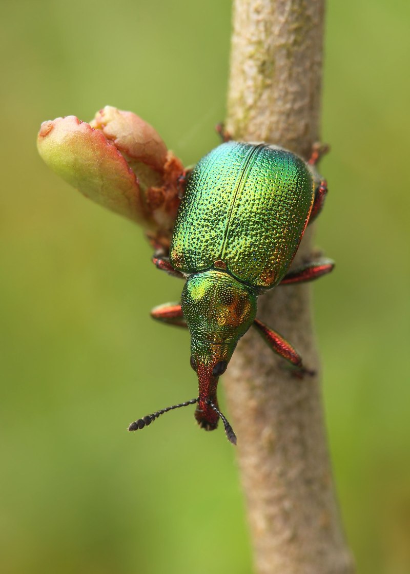 Byctiscus betulae l