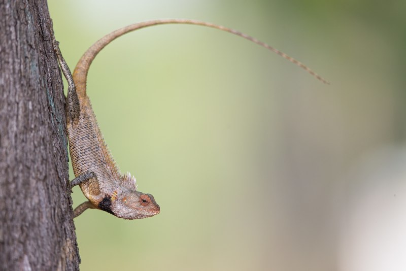 Calotes versicolor