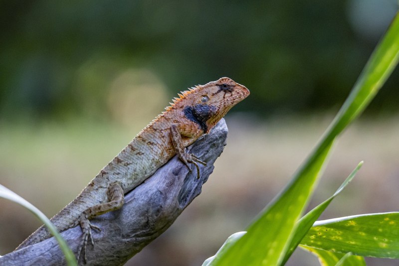 Calotes versicolor