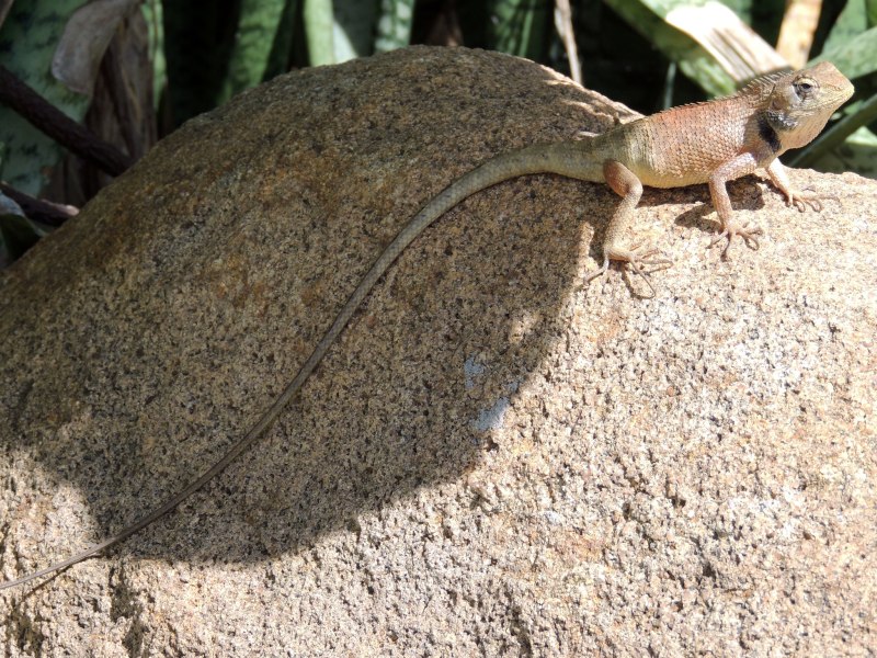 Calotes versicolor