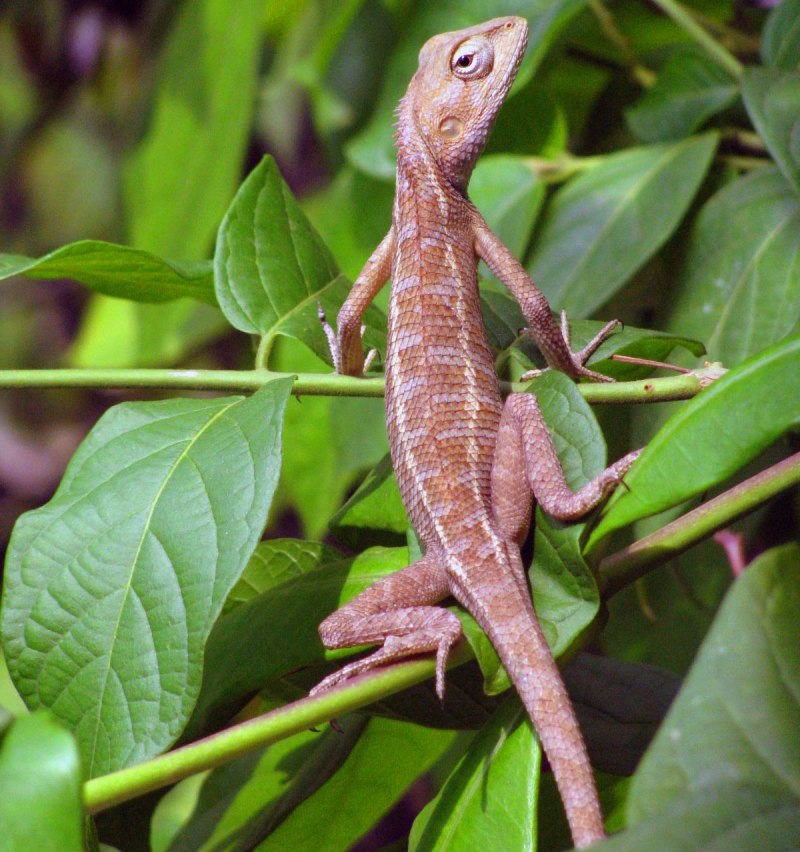 Карликовый геккон (Sphaerodactylus ariasae)