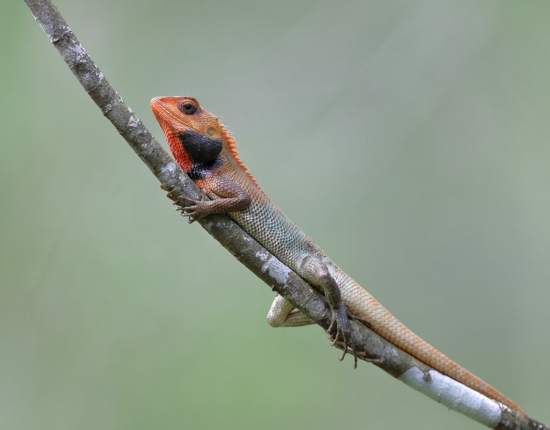 Calotes versicolor