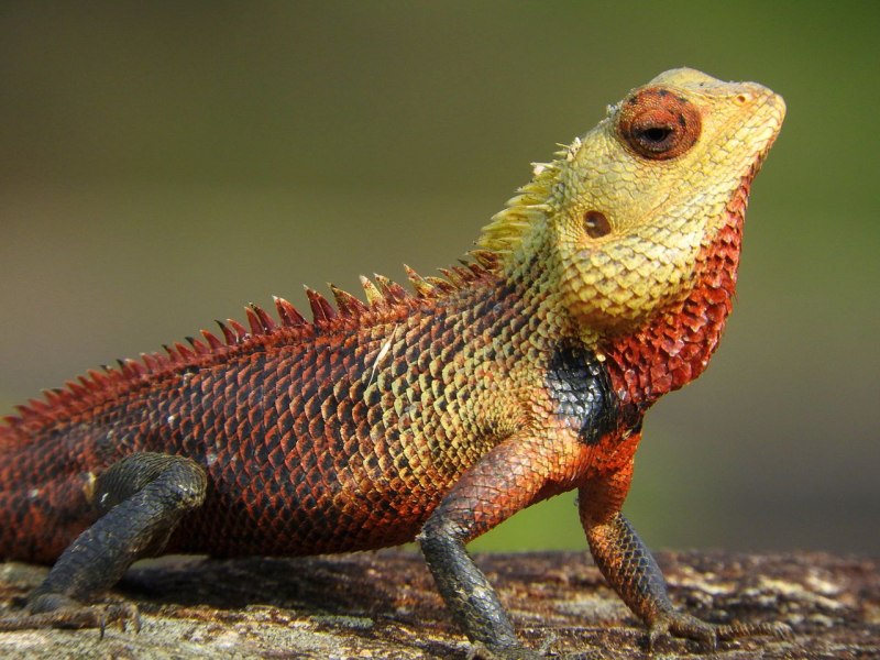 Calotes versicolor