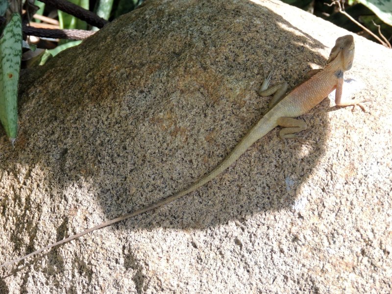 Calotes versicolor