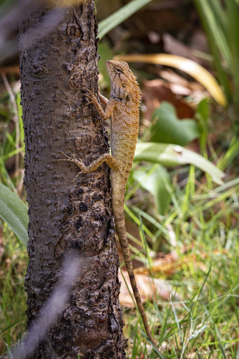 Calotes versicolor