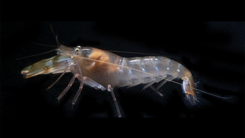 Alpheus LOBIDENS
