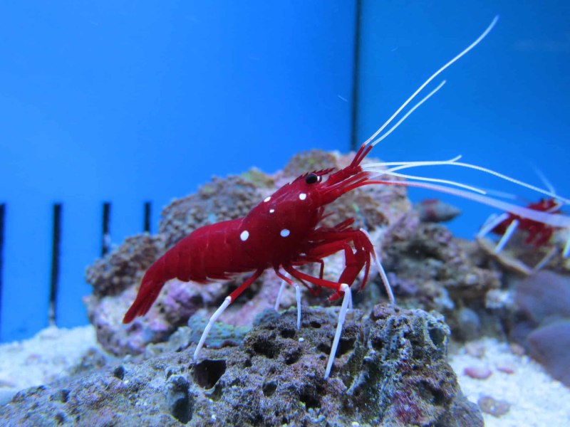 British Virgin Island, Pederson Cleaner Shrimp
