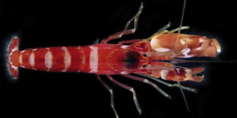Раки-щелкуны ( Alpheidae)