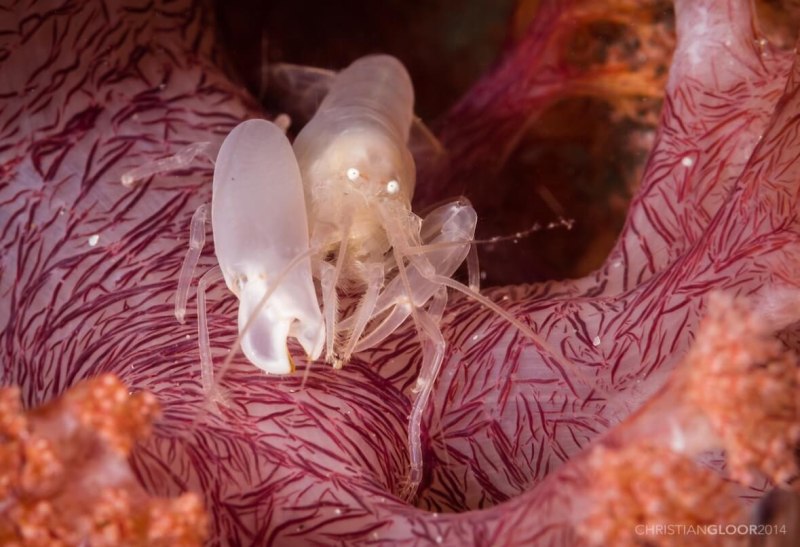 Snapping Shrimp