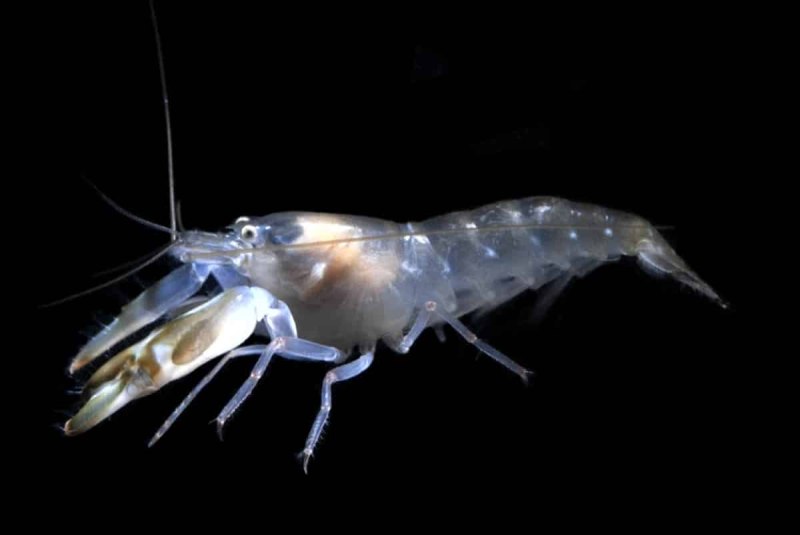 Alpheus LOBIDENS
