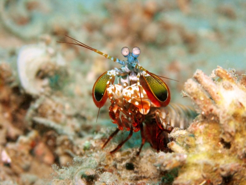 Odontodactylus scyllarus павлиновая креветка