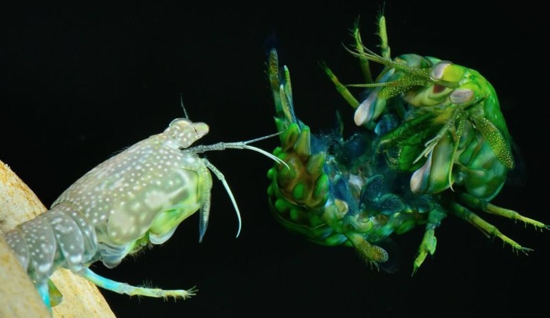 Морской богомол удар