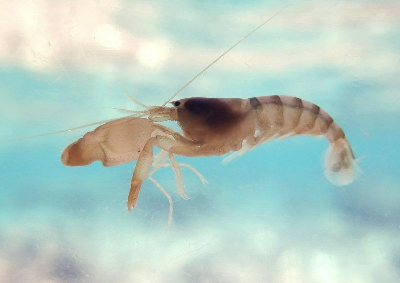 Alpheus LOBIDENS
