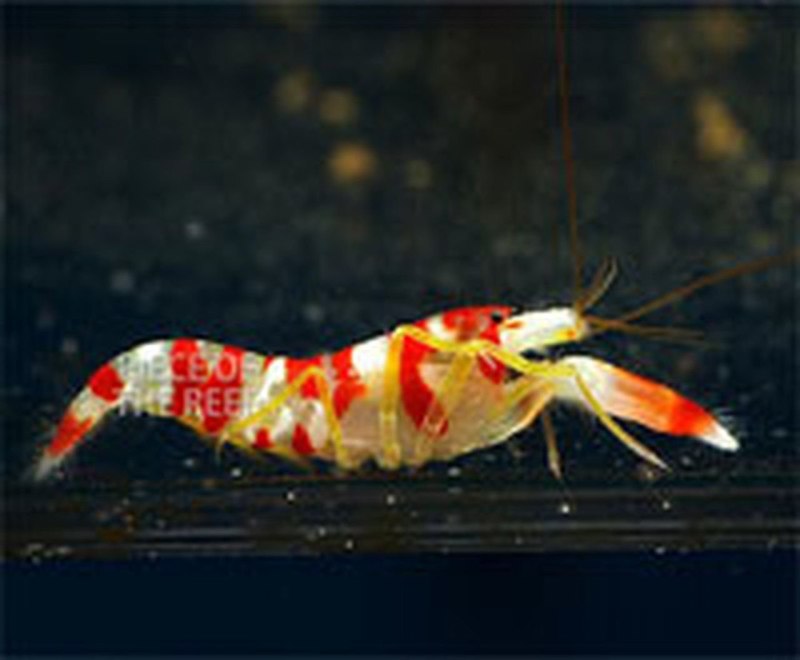 Креветкой Pistol Shrimp.