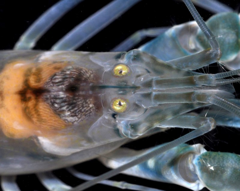 Ра́ки-Щелкуны́ Alpheidae