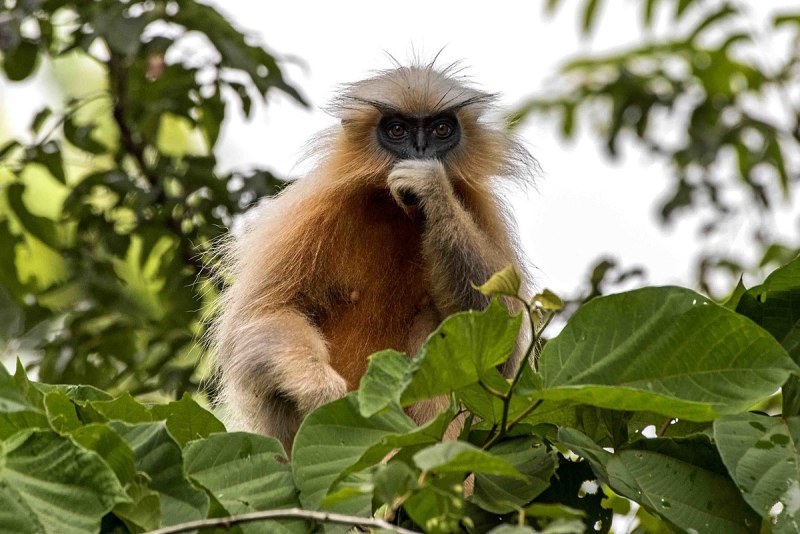 Golden Langur