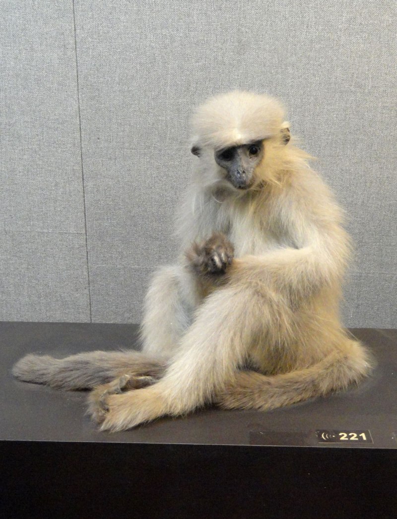Trachypithecus shortridgei