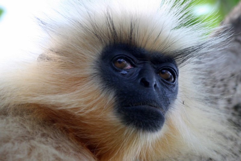Langur Skull