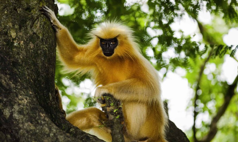 Trachypithecus geei